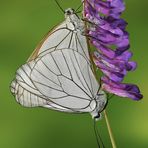 Aporia crataegi (Linnaeus, 1758)