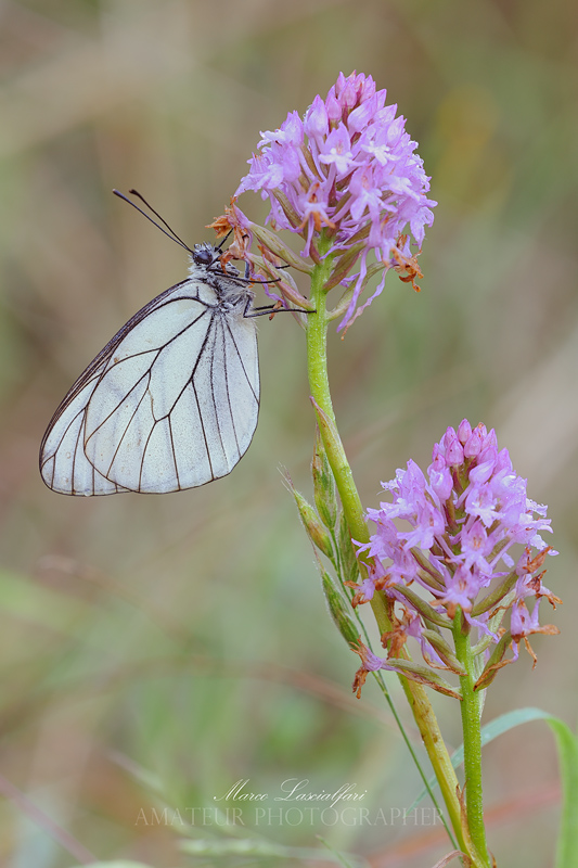 Aporia crataegi (Linnaeus, 1758)