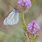 Aporia crataegi (Linnaeus, 1758)