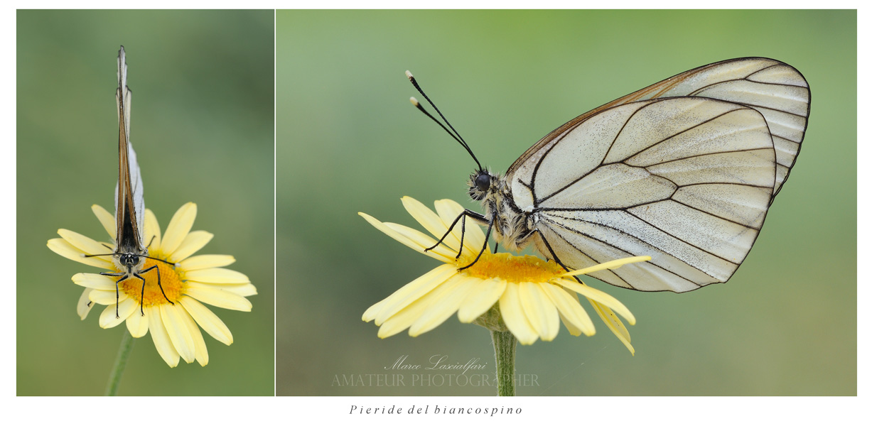 Aporia crataegi (Linnaeus, 1758)