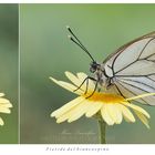 Aporia crataegi (Linnaeus, 1758)