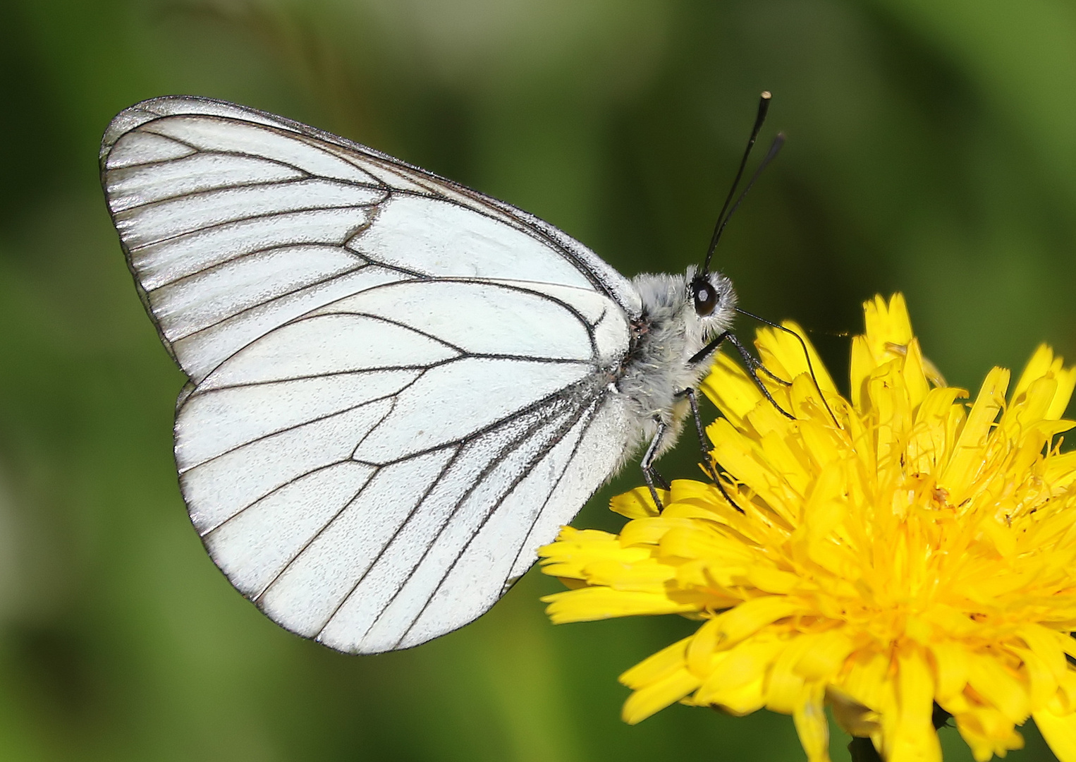 Aporia crataegi - mâle