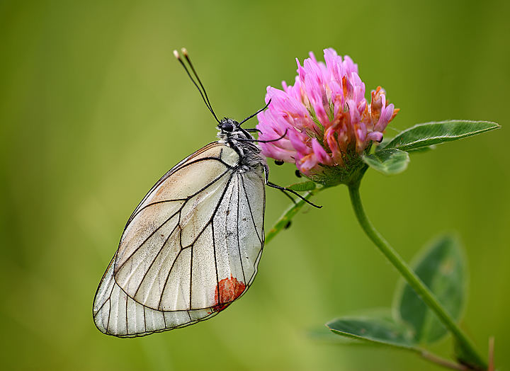 Aporia crataegi (Pieridae)