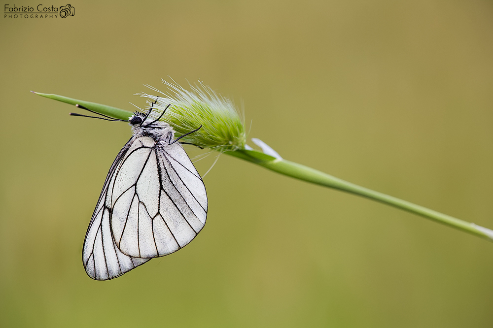 Aporia crataegi (Pieride del biancospino)