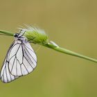 Aporia crataegi (Pieride del biancospino)