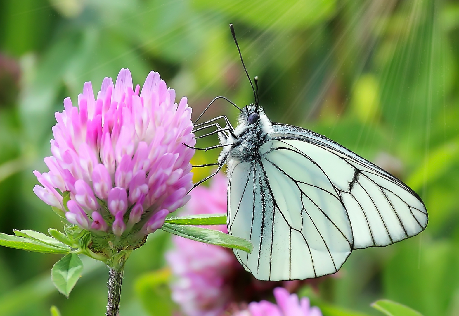 Aporia crataegi  sur Trifolium pratense