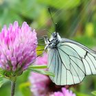 Aporia crataegi  sur Trifolium pratense