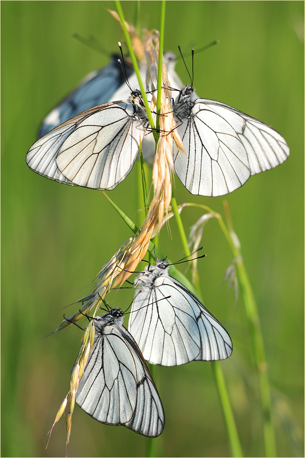 Aporia crataegi - Versammlung