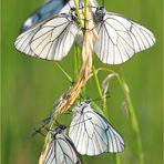 Aporia crataegi - Versammlung