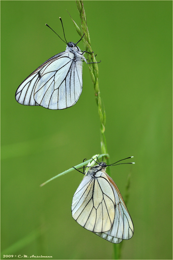 Aporia crataegi --------  x 2