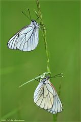 Aporia crataegi --------  x 2