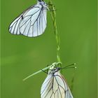 Aporia crataegi --------  x 2