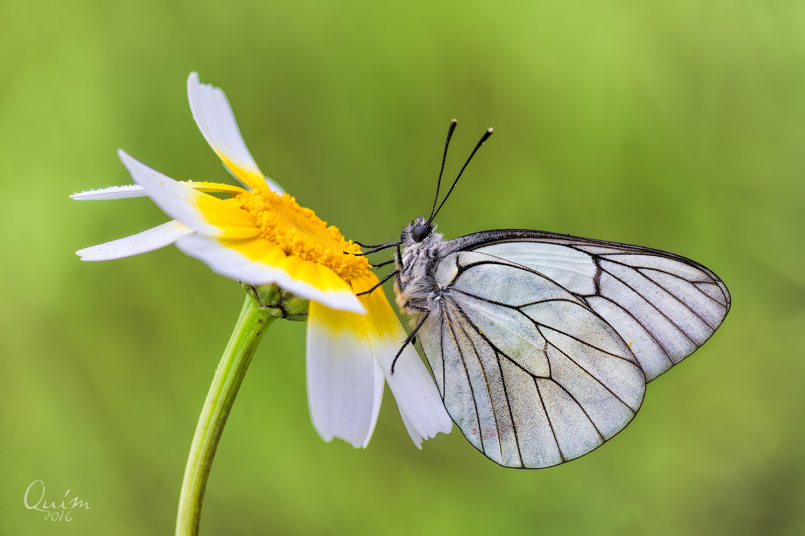 Aporia Crateagi