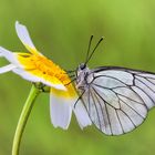 Aporia Crateagi