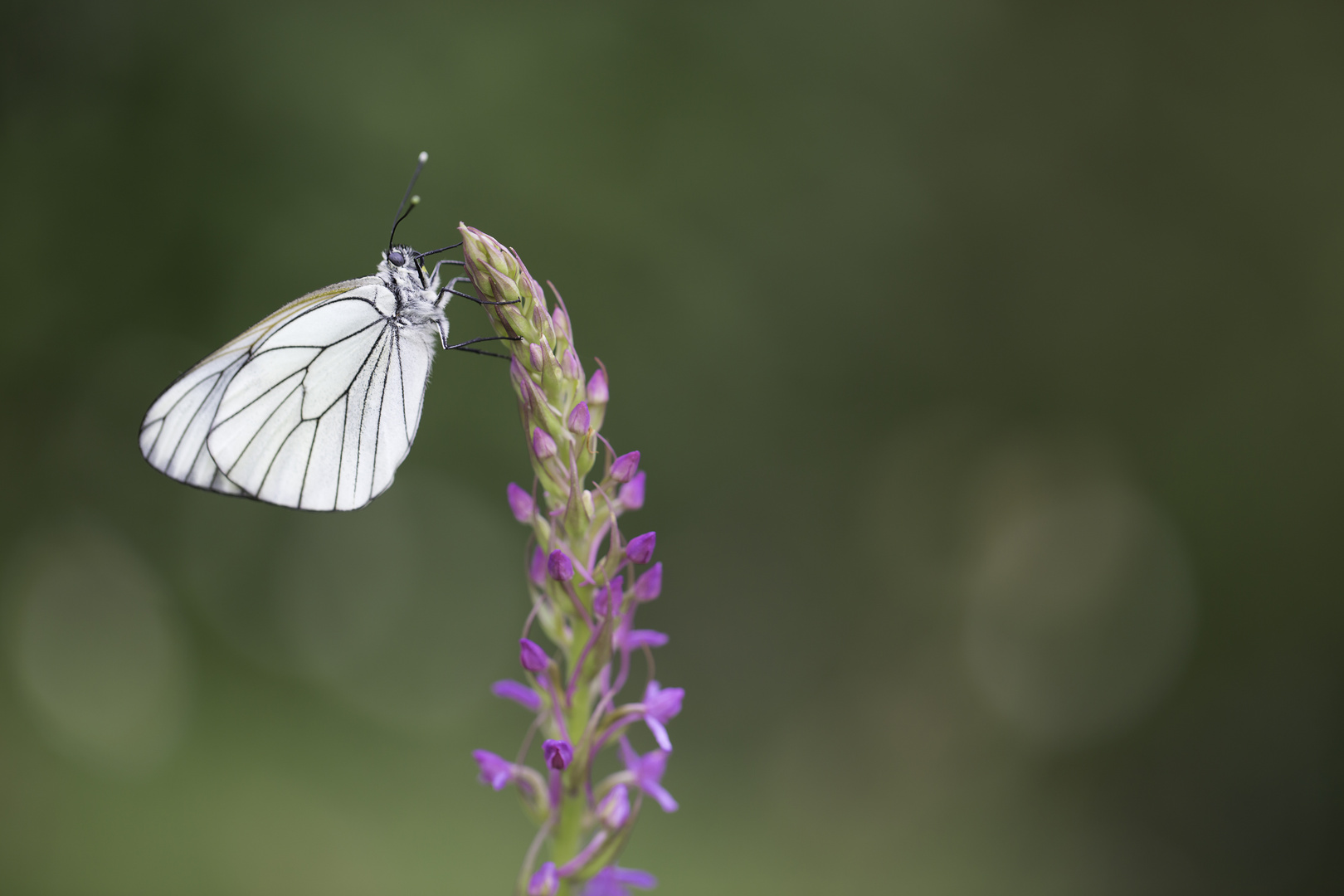 Aporia crategi (Le gazé)