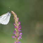 Aporia crategi (Le gazé)