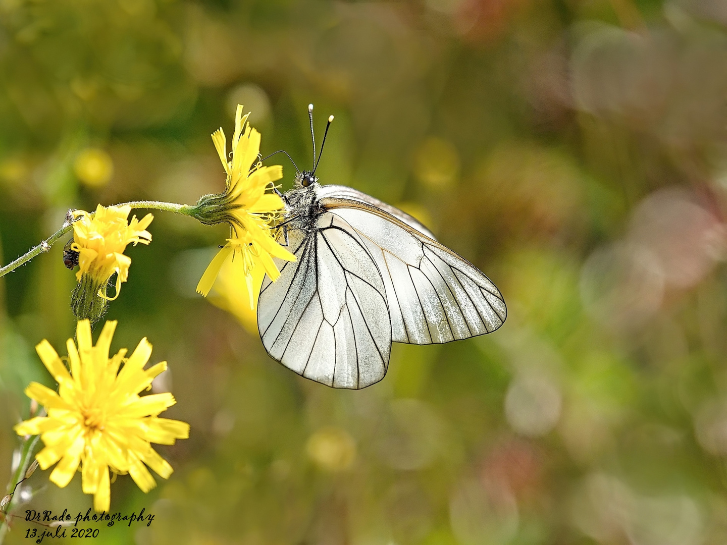 aporia-female