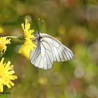 aporia-female