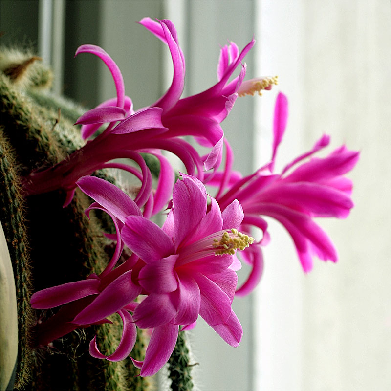 Aporocactus flagelliformis