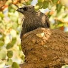 Apostelvogel im Nest