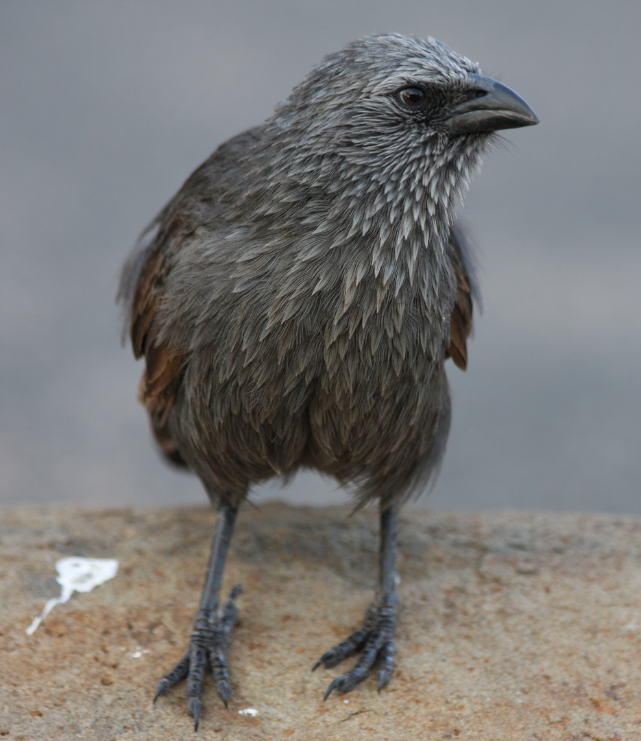 Apostlebird