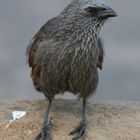 Apostlebird