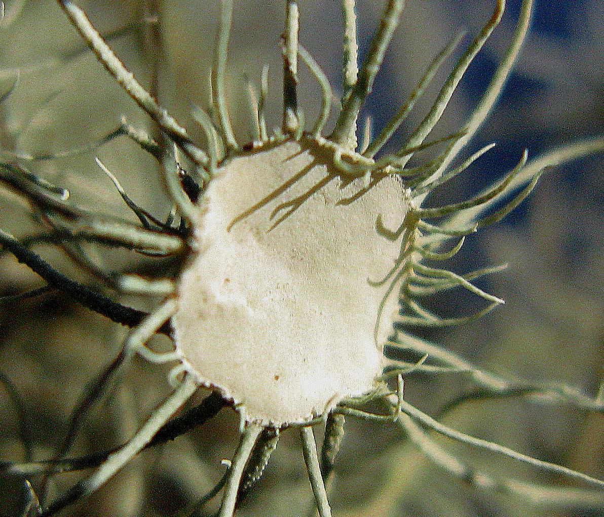 Apothecium der Flechte Usnea florida (18. September 2009)