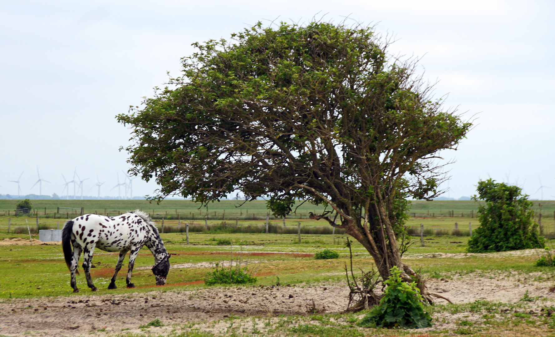 Appaloosa