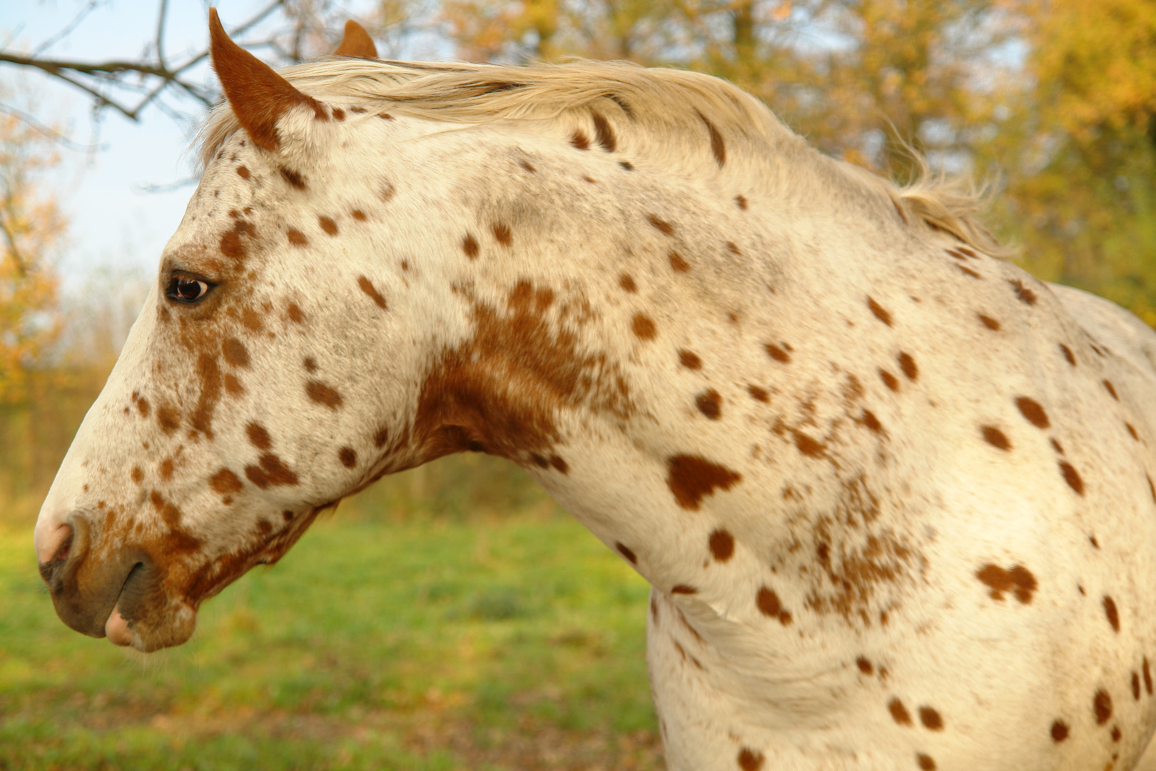 Appaloosa