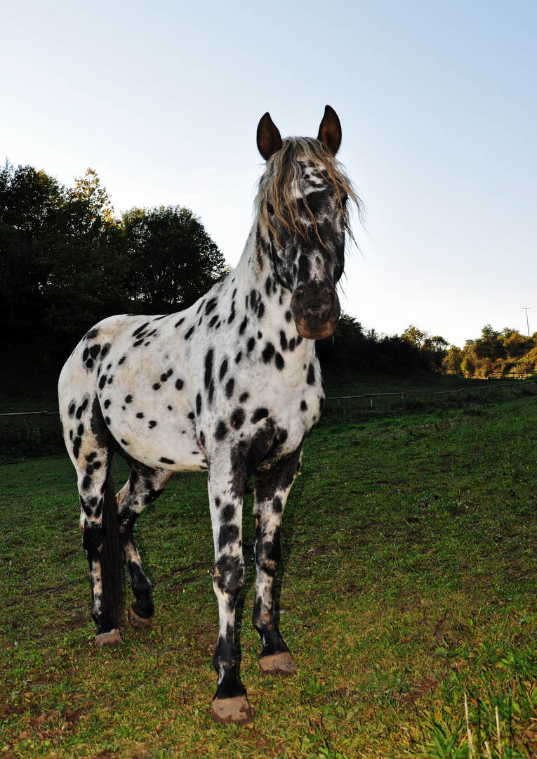 Appaloosa