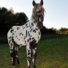 Appaloosa