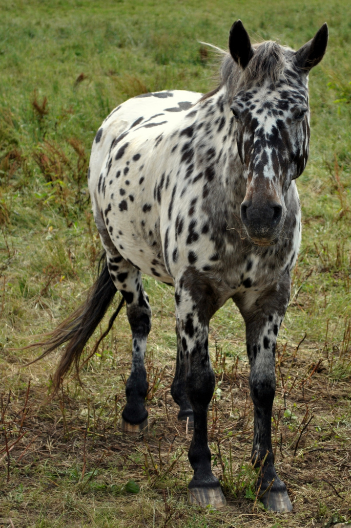 Appaloosa Foto & Bild | tiere, haustiere, pferde, esel, maultiere ...