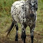 Appaloosa