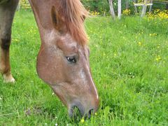 Appaloosa auf der Weide