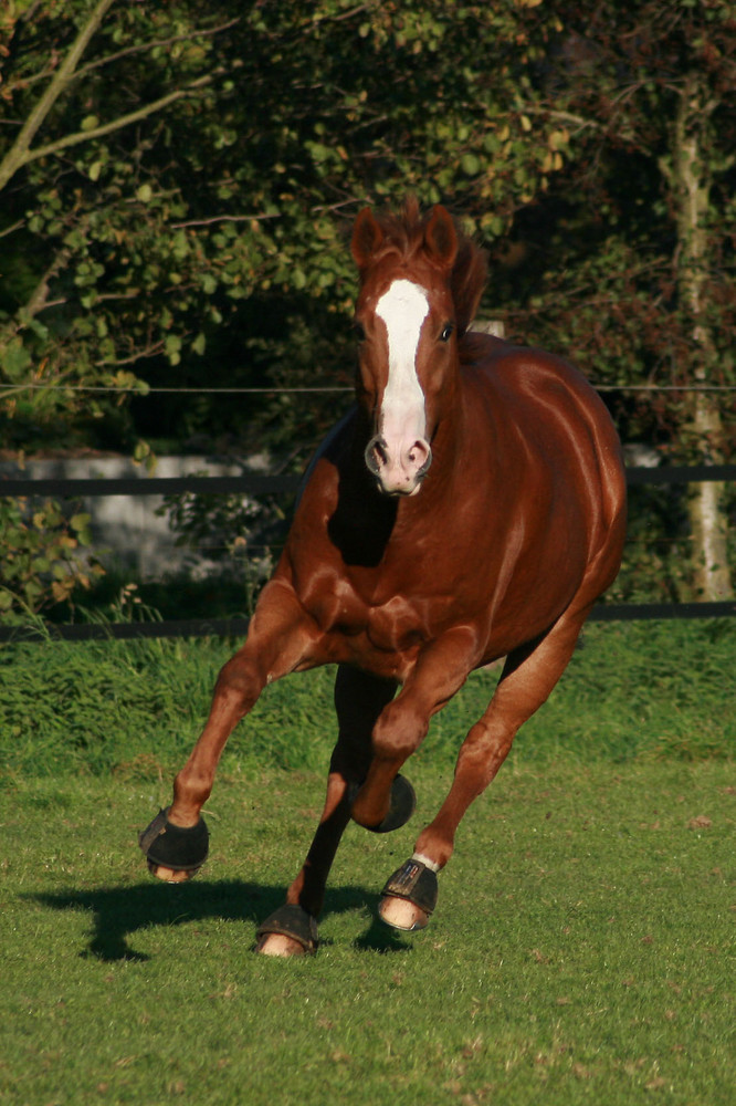 Appaloosa Big Brown Bubbles I