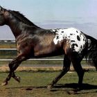 Appaloosa