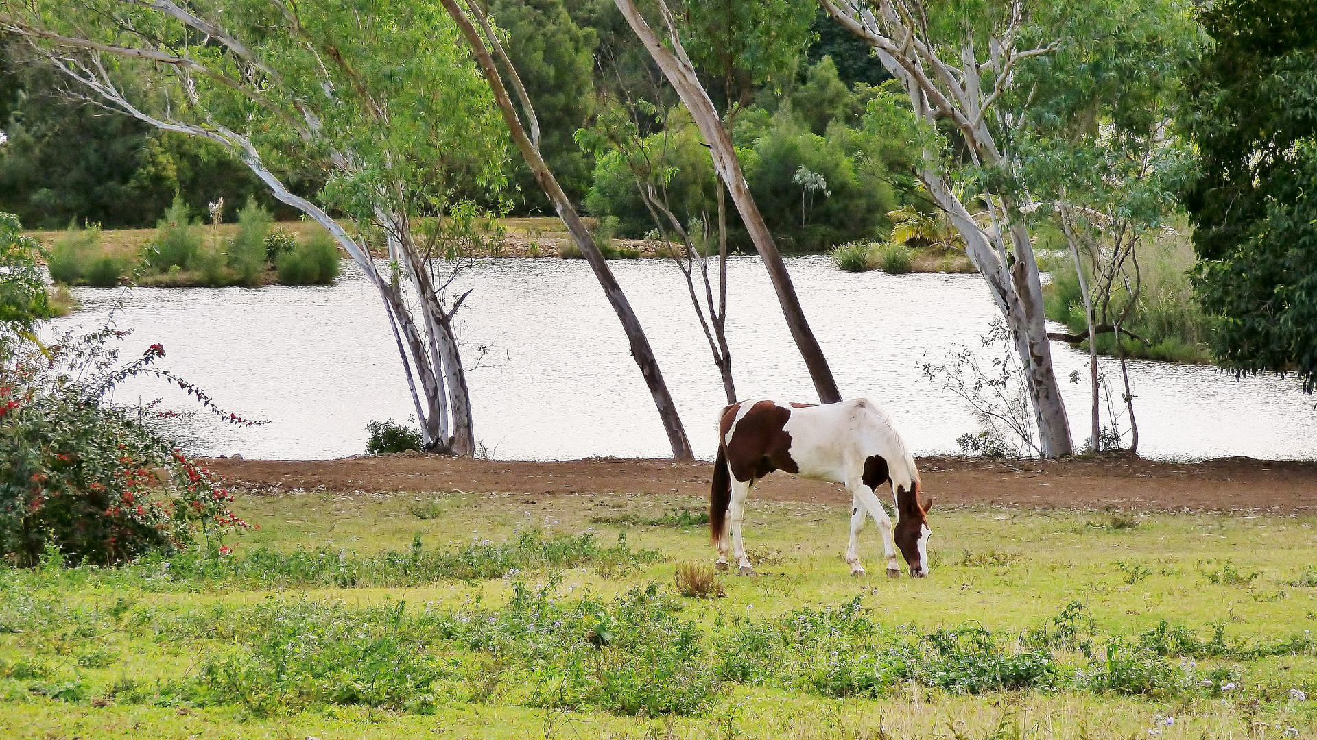 Appaloosa