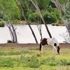 Appaloosa