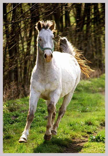 Appaloosa Ferras