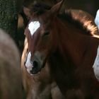 Appaloosa Fohlen