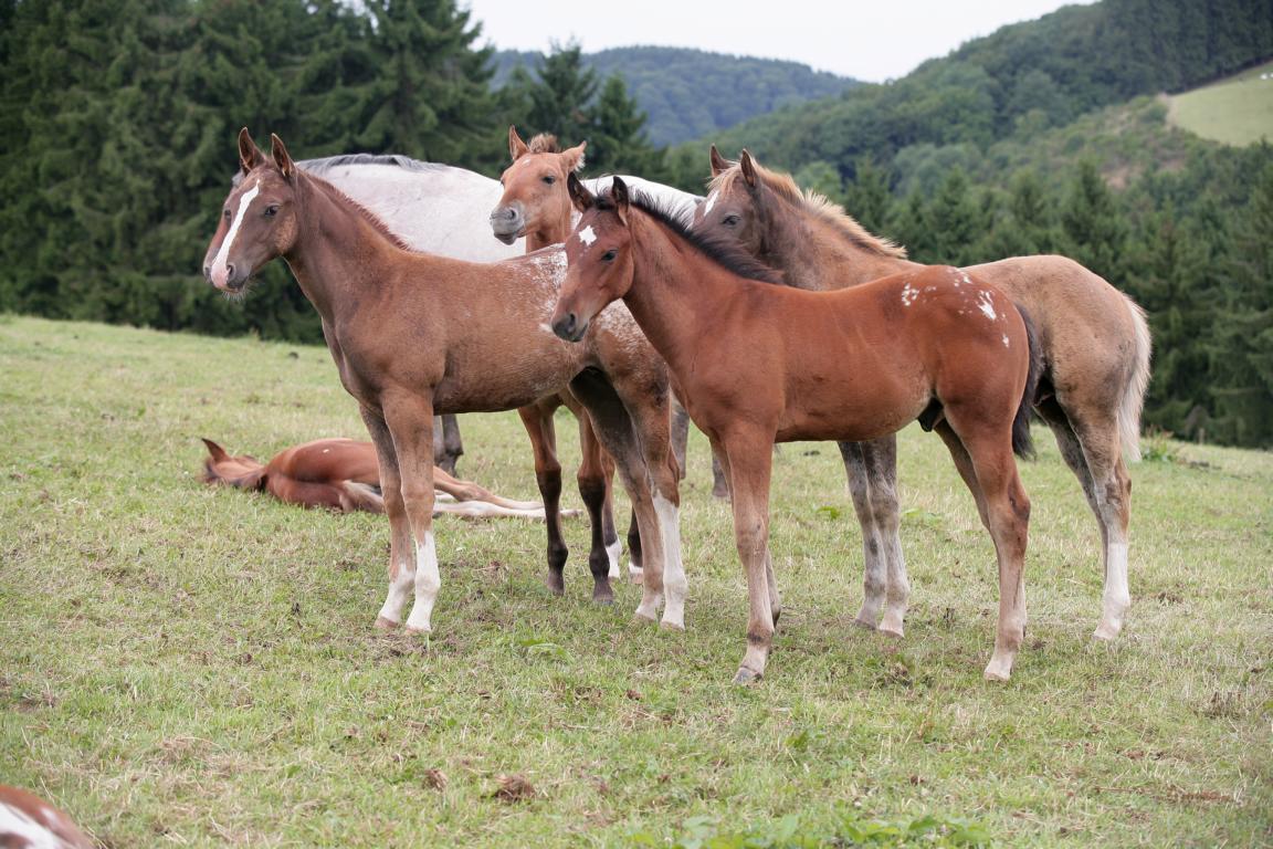 Appaloosa Fohlen