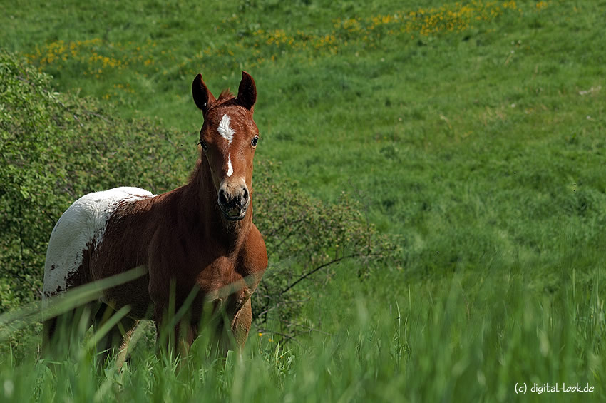 ~ Appaloosa Fohlen ~