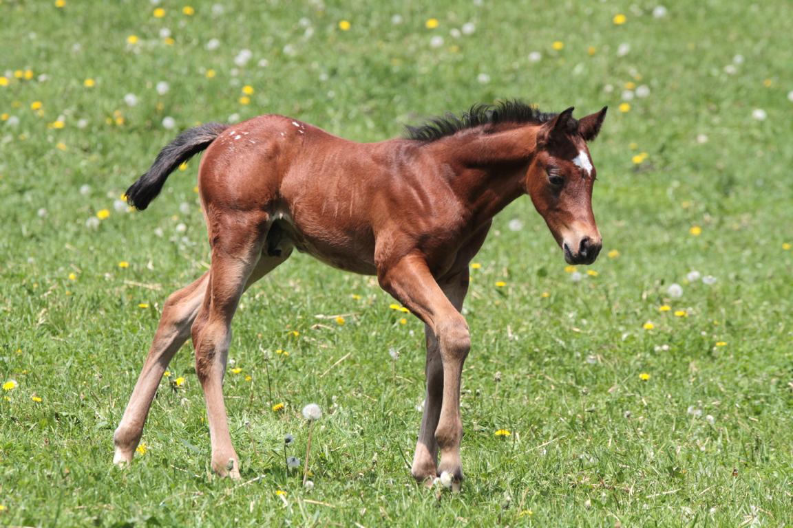 Appaloosa Fohlen