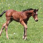 Appaloosa Fohlen