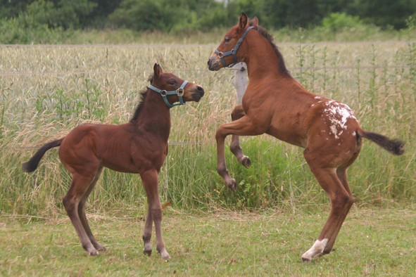 Appaloosa Fohlen beim Spielen