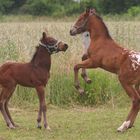 Appaloosa Fohlen beim Spielen