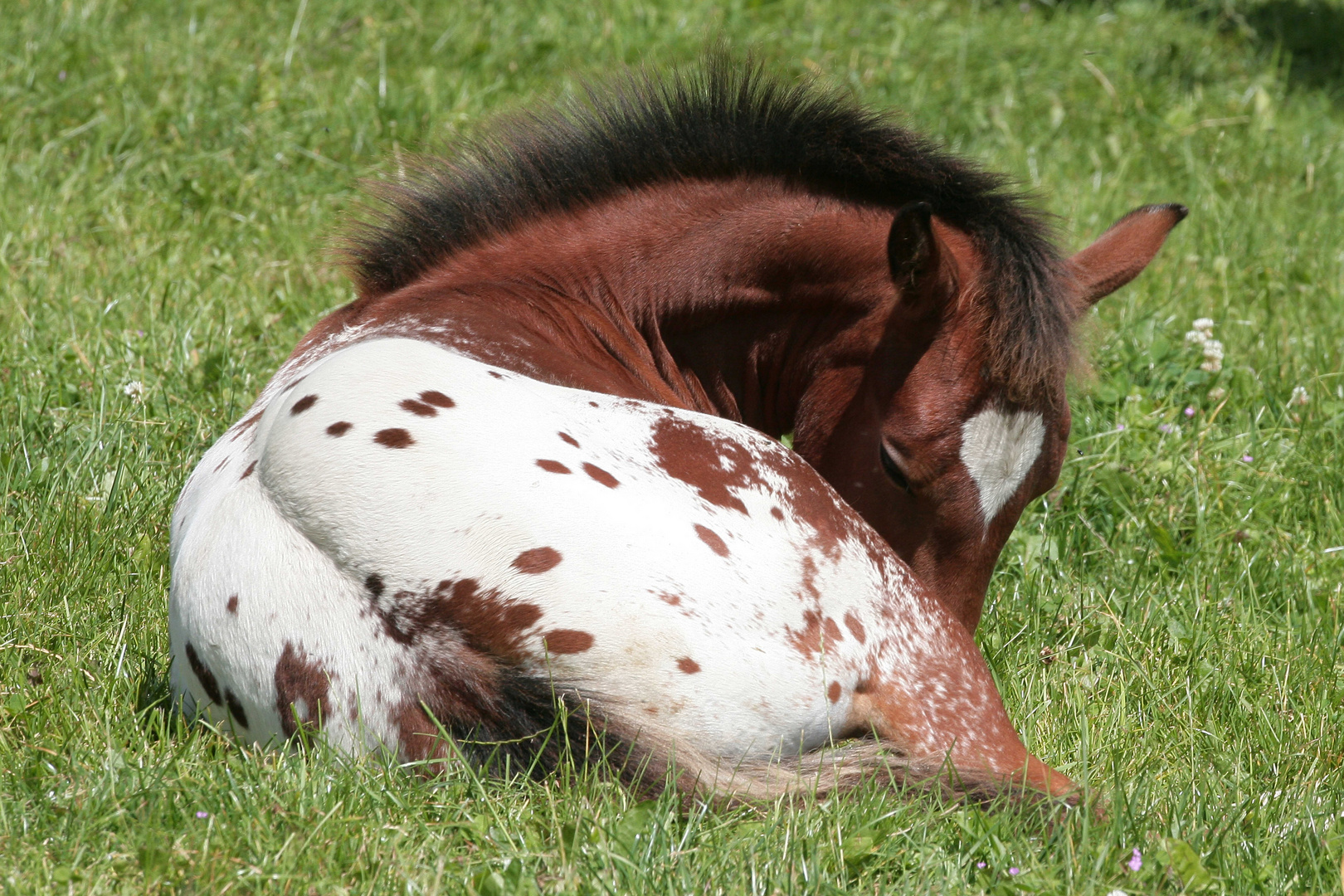 Appaloosa : Fohlen mit Herz