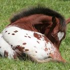 Appaloosa : Fohlen mit Herz