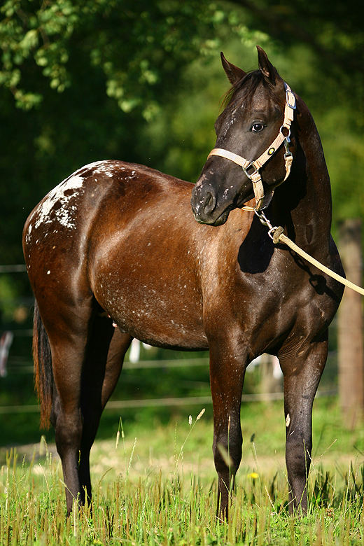 Appaloosa Hengst