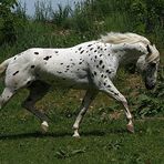 Appaloosa Hengst